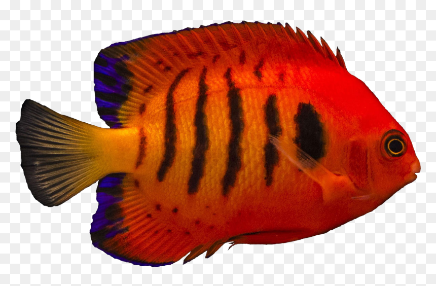 Copperband Butterflyfish, HD Png Download - angelfish png