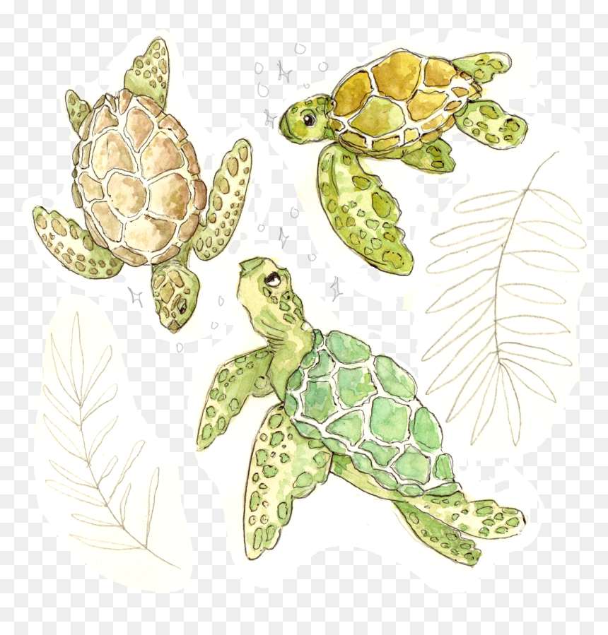 Illustration, HD Png Download - sea turtle clipart png