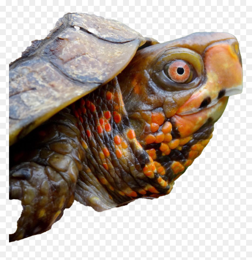 Turtle's Neck, HD Png Download - turtle.png