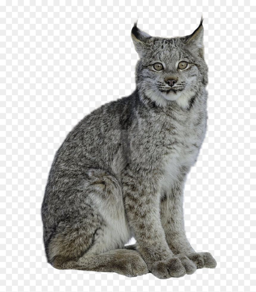 Clip Art Motley Lynx On A - Lynx Animal Transparent Background, HD Png Download - gray cat png