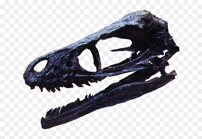 File - Bambiraptor-head - Skull, HD Png Download - dinosaur head png