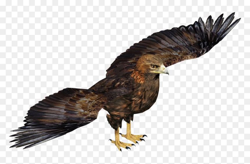 Wedge Tailed Eagle Transparent , Png Download - Wedge Tailed Eagle Png, Png Download - eagle transparent png