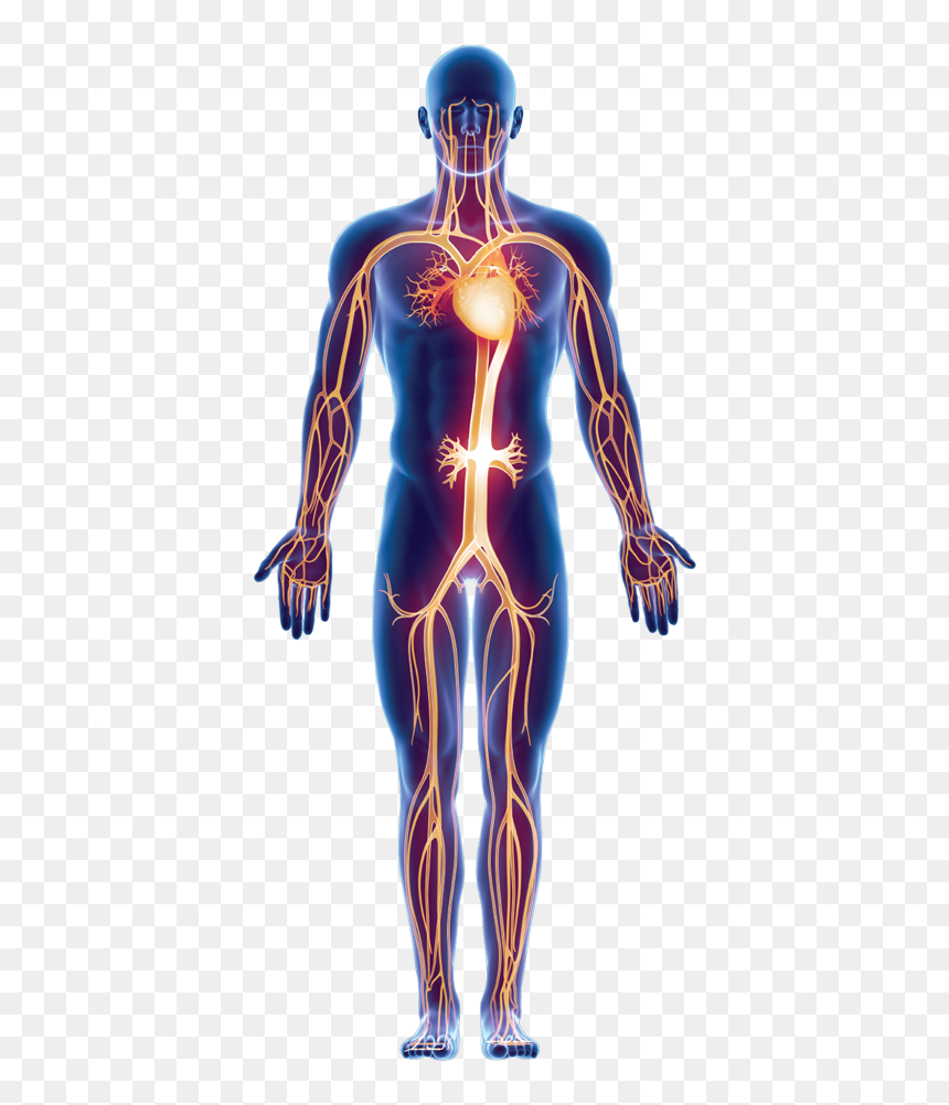 Medical Terminology From Head To Toe [book] , Png Download - Spandex, Transparent Png - toe png