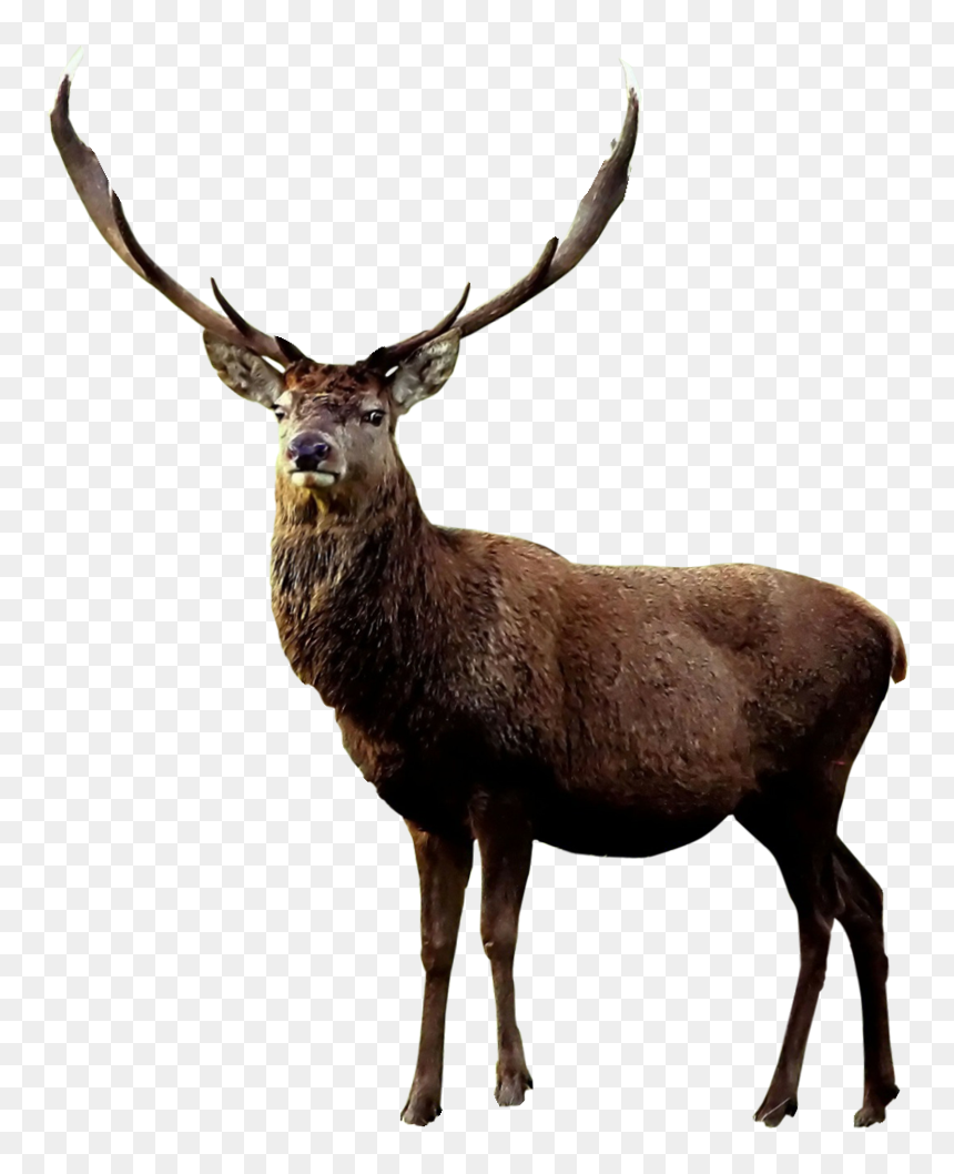 Elk, HD Png Download - reindeer antlers png