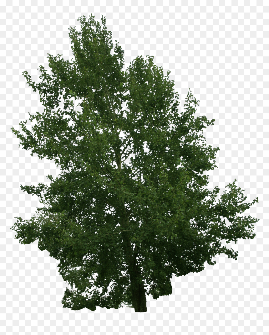 River Birch, HD Png Download - tree top png