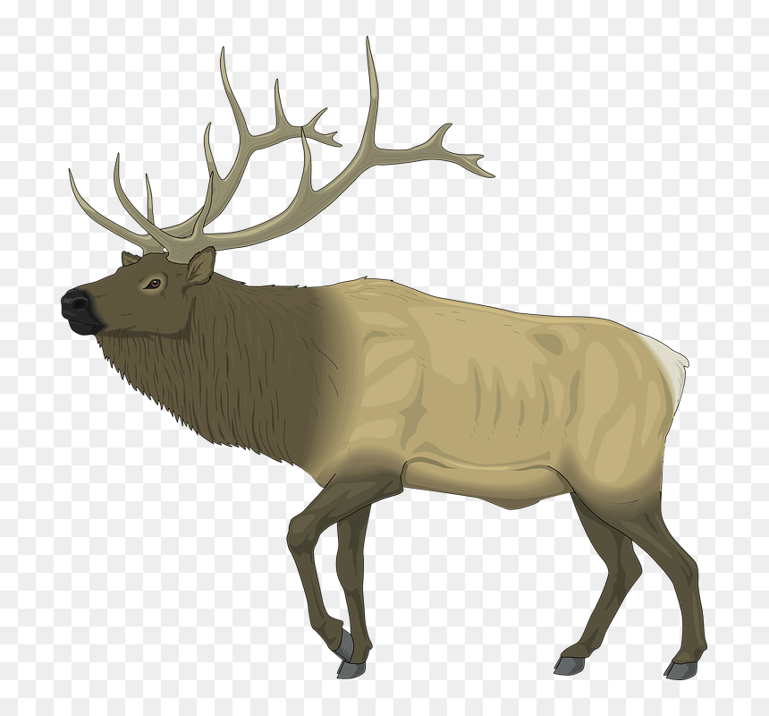 Clipart Elk, HD Png Download - reindeer antlers png