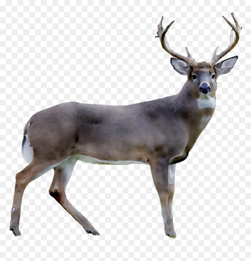 Elk, HD Png Download - reindeer antlers png