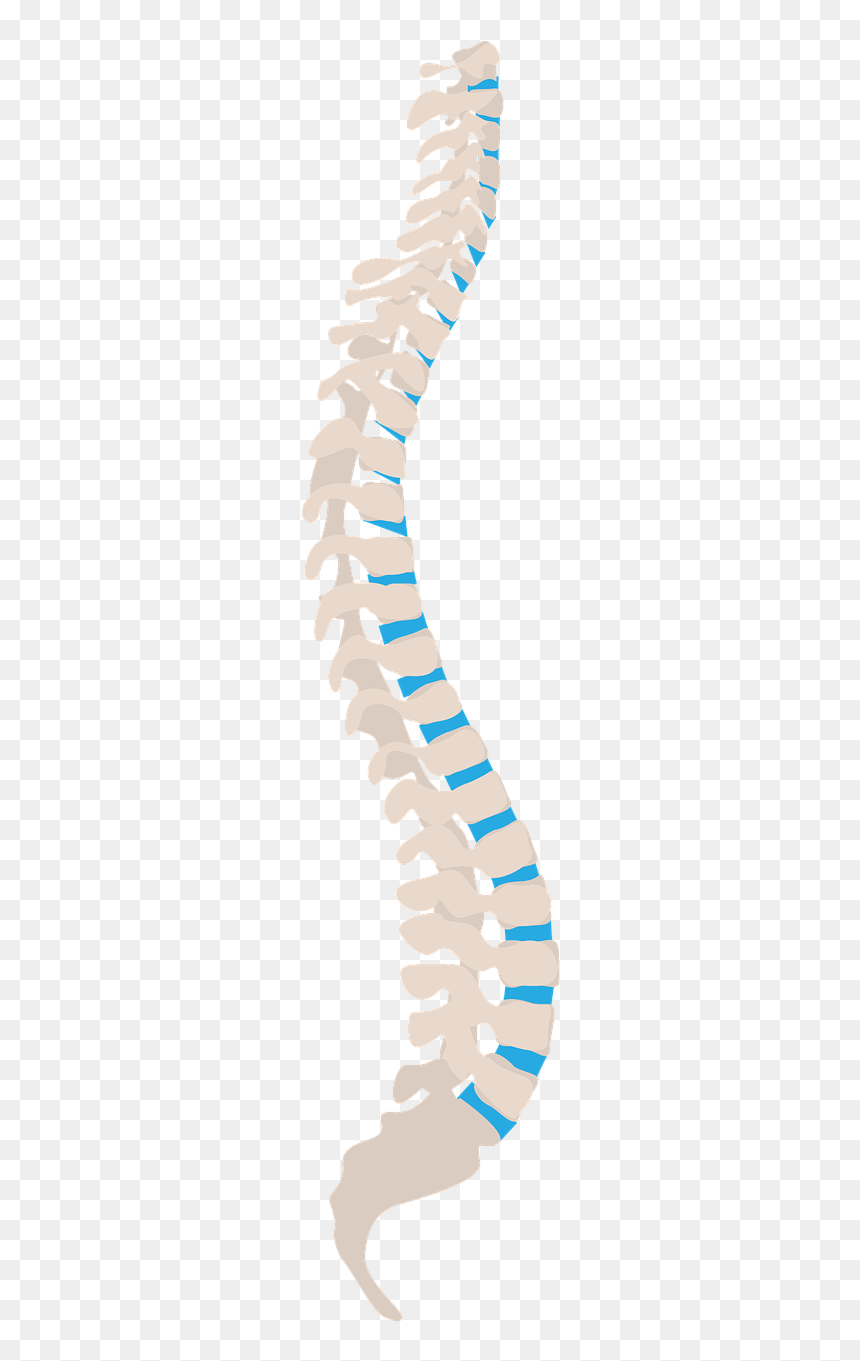 Spine Health Tips, HD Png Download - spine png