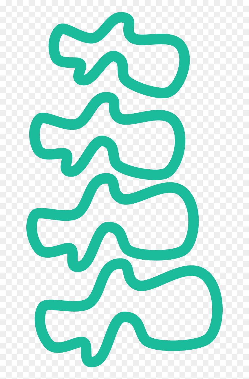 Vertebral Column, HD Png Download - spine png