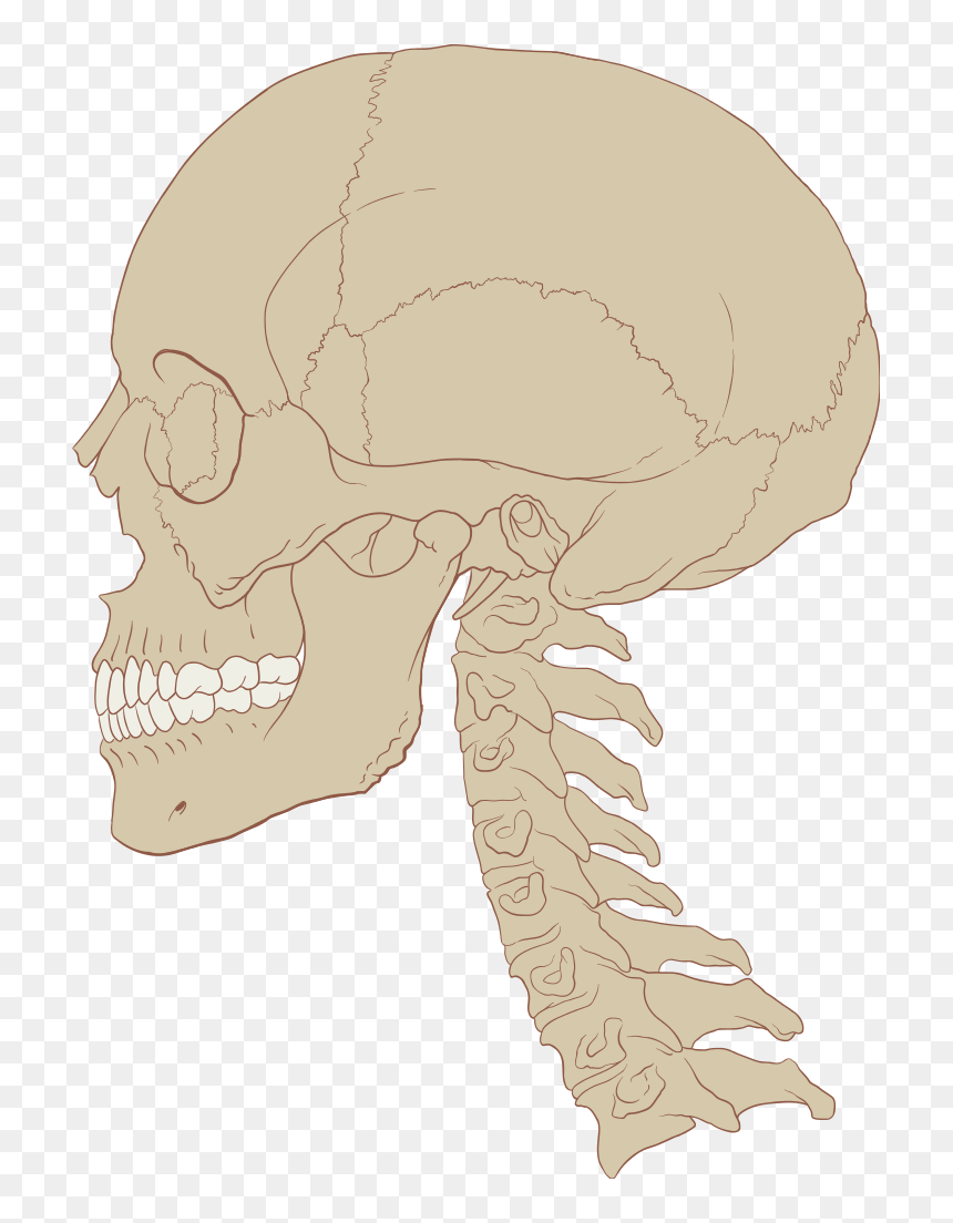 Skull Human And Cervical Spine - Skull And Cervical Spine, HD Png Download - spine png