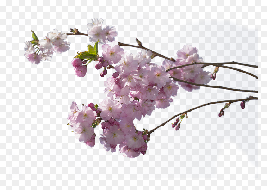 Cerezo En Flor Png, Transparent Png - cherry blossom petals png