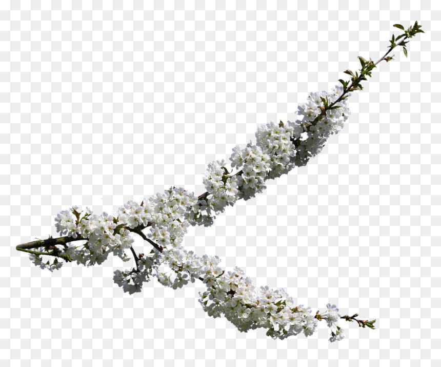 Цветущее Дерево Пнг, HD Png Download - cherry blossom petals png