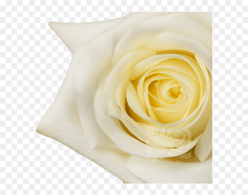 Floribunda, HD Png Download - white roses png