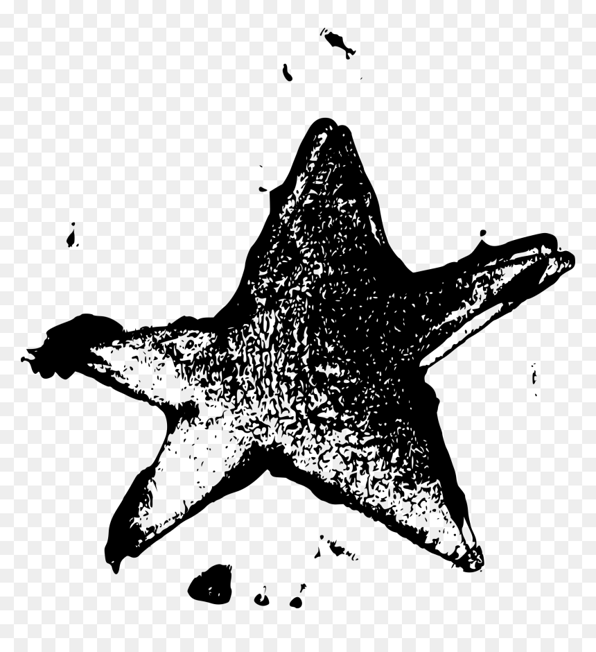 Illustration, HD Png Download - white starfish png