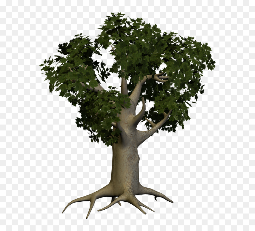 3d Papaya Tree Png - Big Tree Png, Transparent Png - 3d palm tree png
