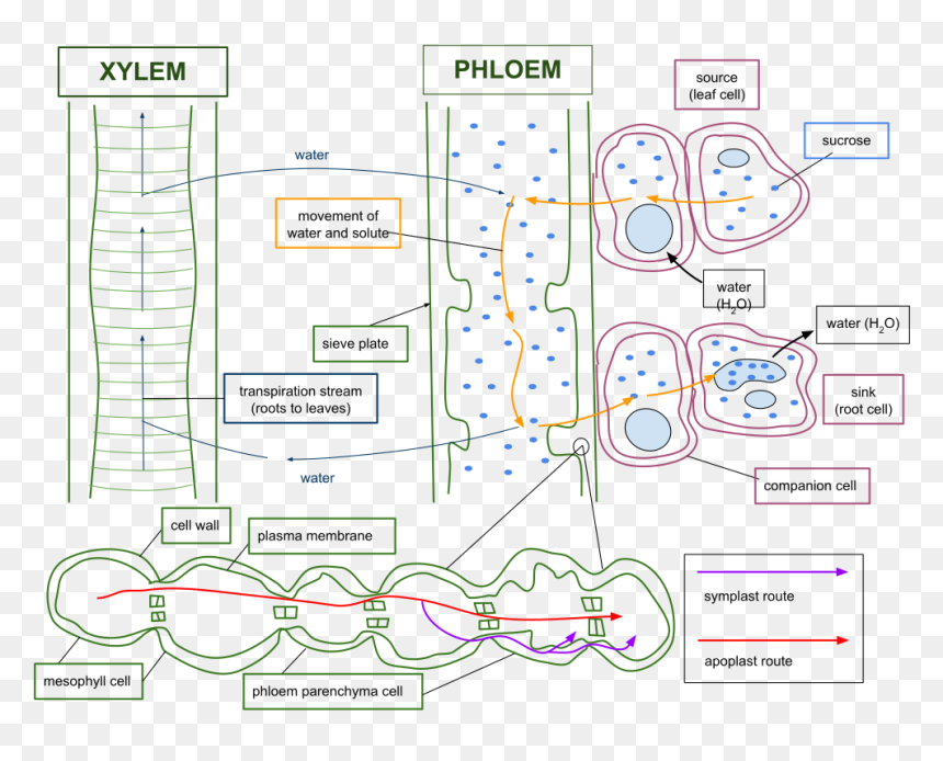 Flow And Exchange Of Nutrients In The Phloem And Xylem - Source And Sink In Plants, HD Png Download - plan view plants png