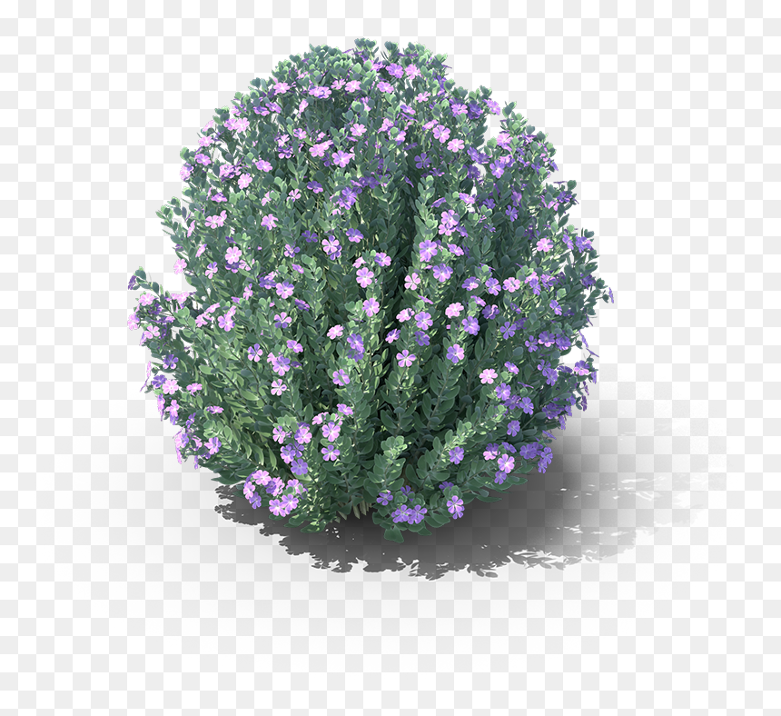 Alpine Forget-me-not, HD Png Download - plan view plants png