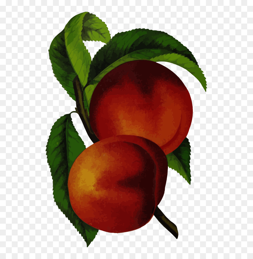 Elberta Peach - Vintage Peach Design, HD Png Download - peach tree png