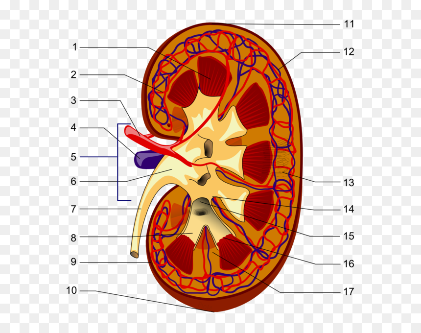 Kidney Piom - Parts Of The Kidney, HD Png Download - caliz png