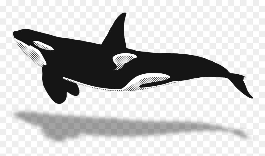 Orca Clipart Minke Whale - Whale Watching Png, Transparent Png - orca whale png