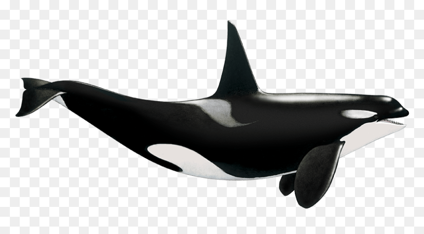 Transparent Orca Whale Png - Killer Whale, Png Download - orca whale png
