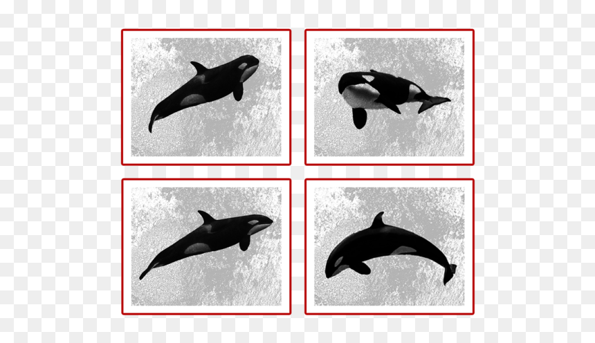 Killer Whale, HD Png Download - orca whale png