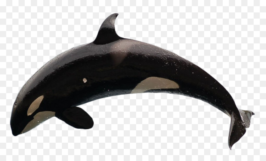 Transparent Orca Clipart - Jumping Whale Transparent Background, HD Png Download - orca whale png