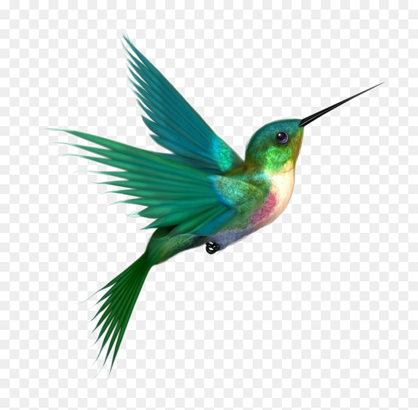Multicolored Bird Png Picture - Hummingbird Png, Transparent Png - bird .png