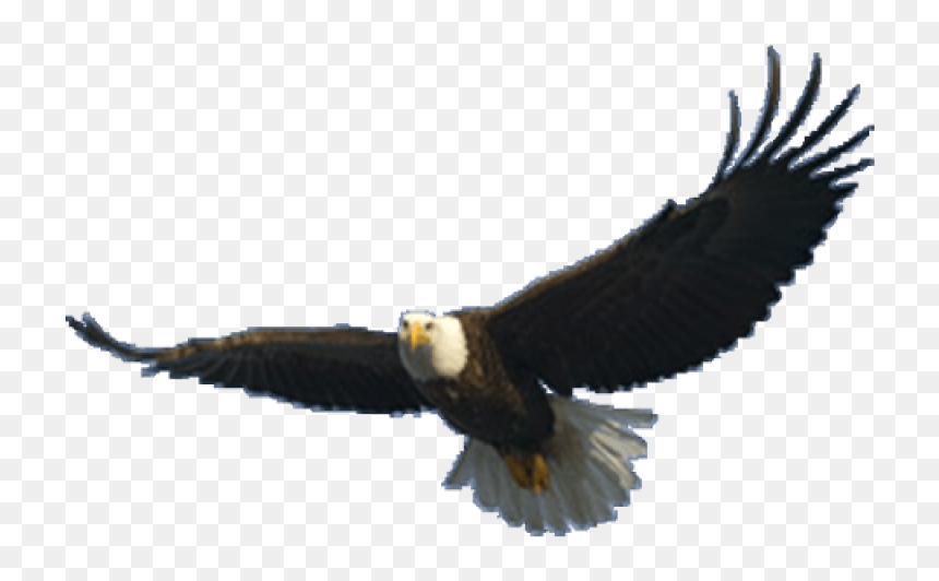Eagle Png Image - Flying Eagle Png, Transparent Png - eagle png images