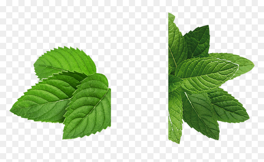 Mint, Bean Bar Whittaker - Mint Leaves Mint Png, Transparent Png - spearmint png