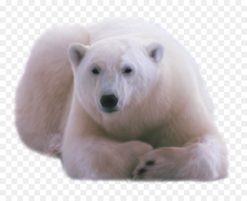 Polar White Bear Png - Polar Bear Png, Transparent Png - polar bear clipart png