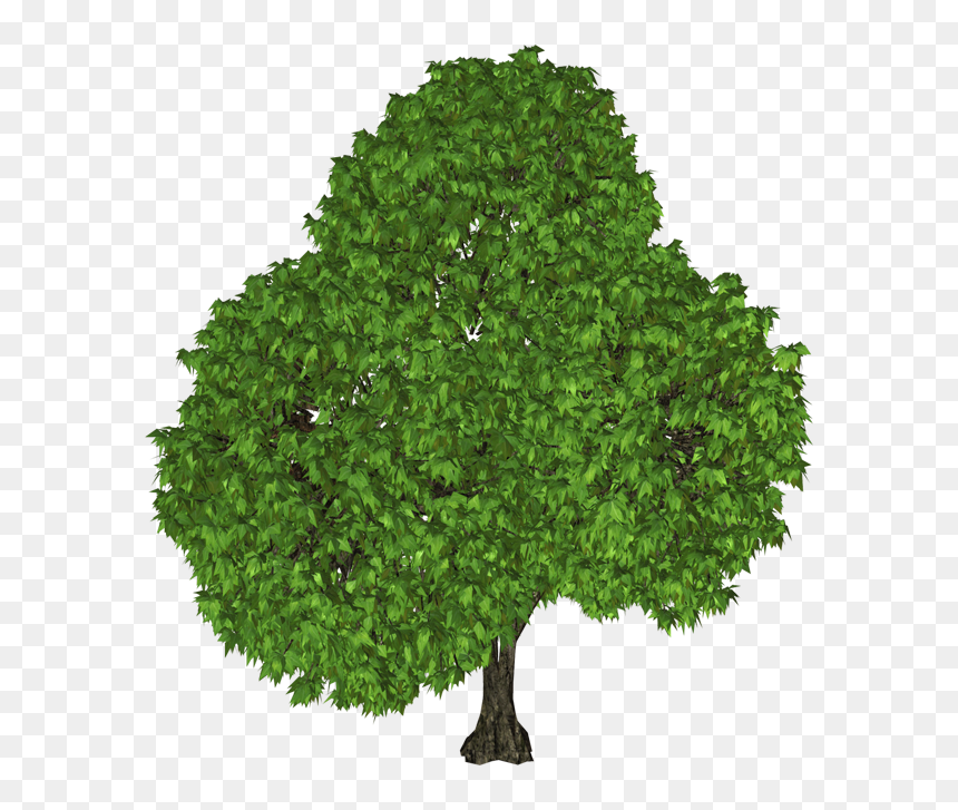 Tree Clip Art - Castaño Png, Transparent Png - top of tree png