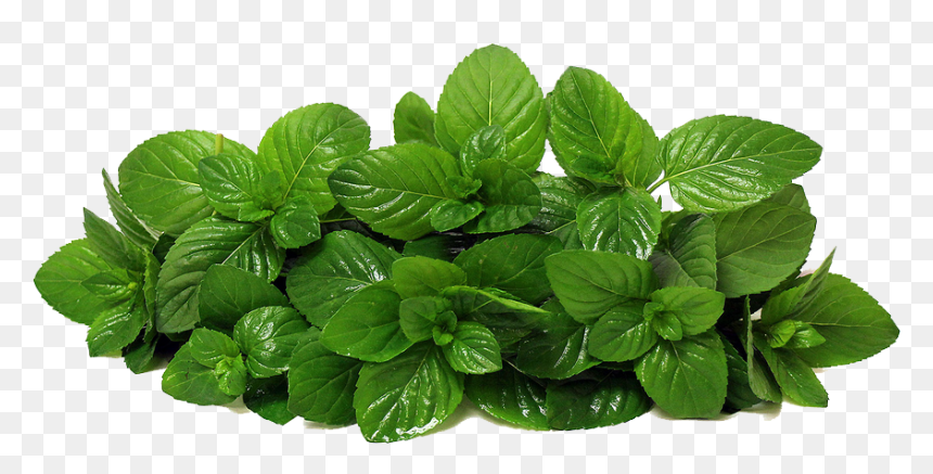 Plant,tatsoi,basil,fines Basil,perennial Plant - Mint .png, Transparent Png - plants top view png