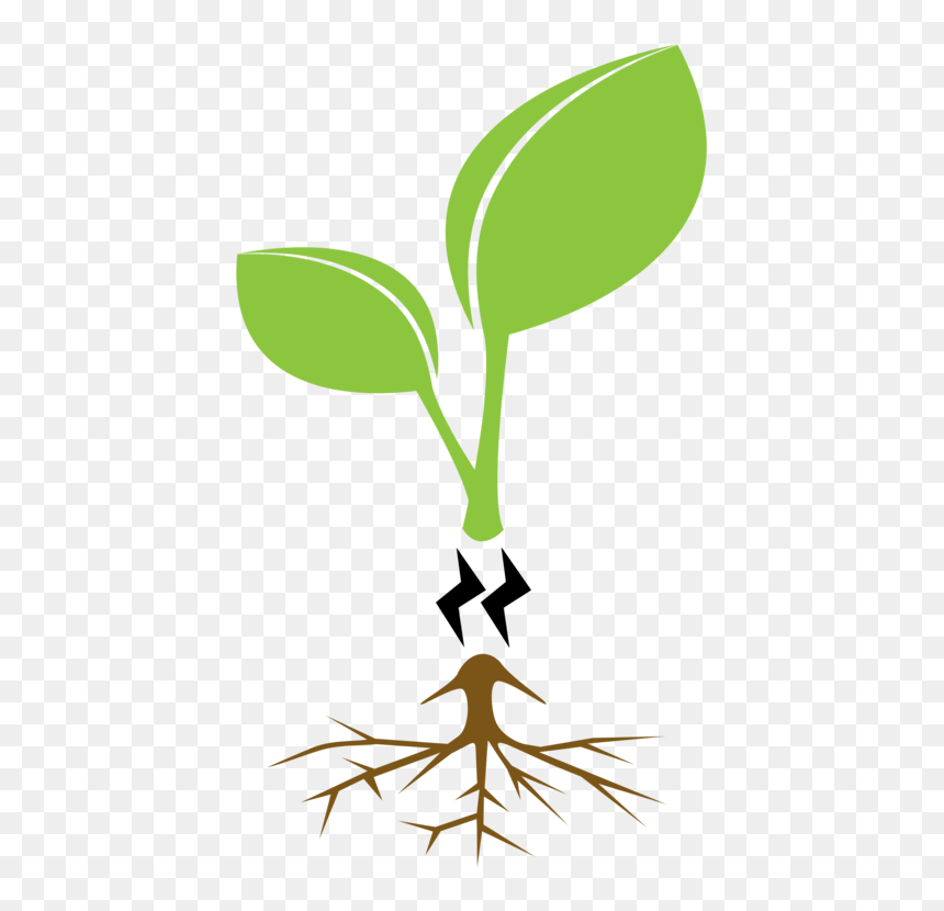 Plant,grass,leaf - Family Tree Clear Background, HD Png Download - family tree clipart png