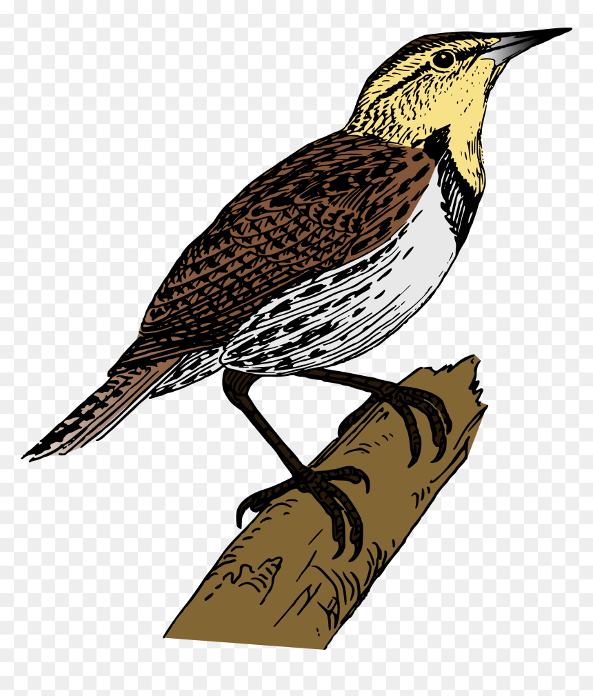 Cuckoo Bird Hd Png, Transparent Png - rama png