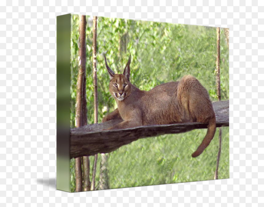 Elk Fauna Wildlife Tail - Chausie, HD Png Download - laying down png