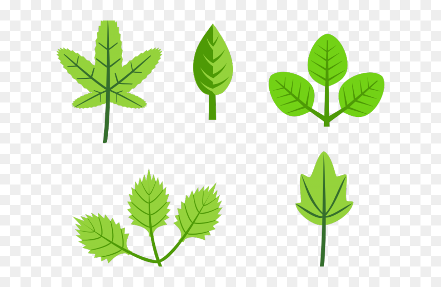 Different Leaves Clipart - Leaves Clip Art, HD Png Download - jungle leaf png