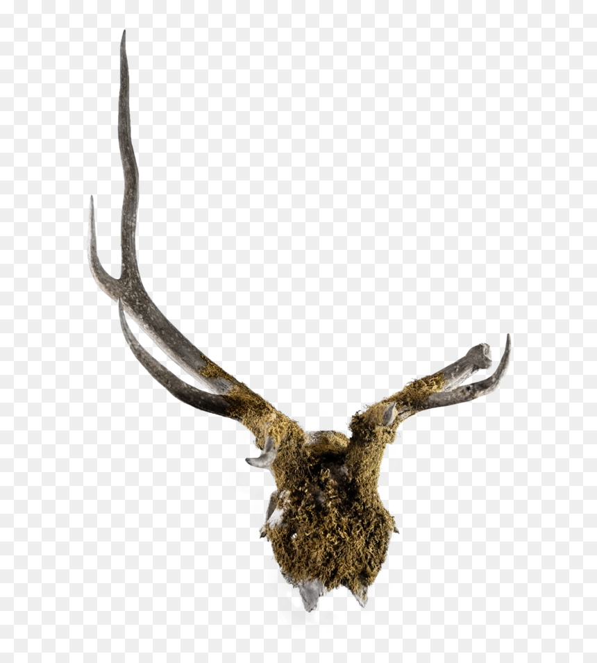 L1002631, HD Png Download - reindeer antler png