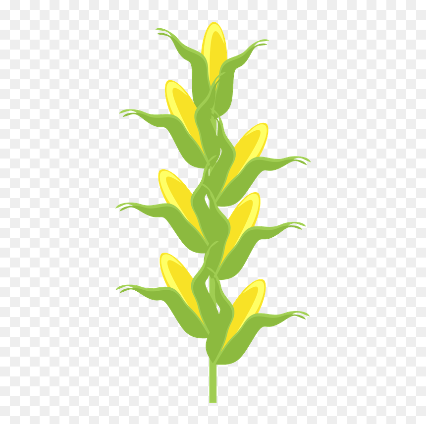 Plantas Fazendinha Png, Transparent Png - corn stalks png