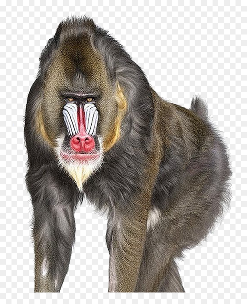 Baboon Png, Transparent Png - baboon png