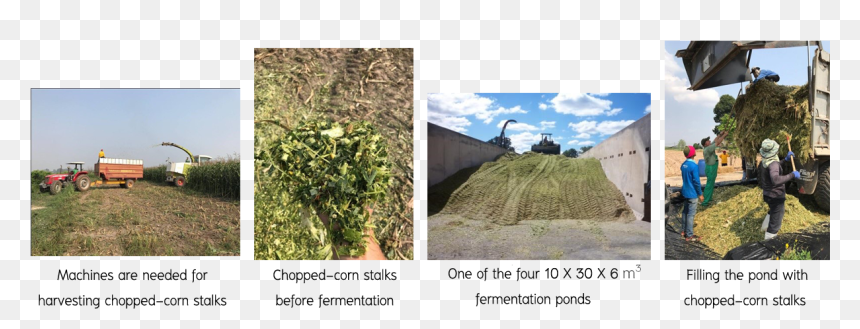 Field, HD Png Download - corn stalks png