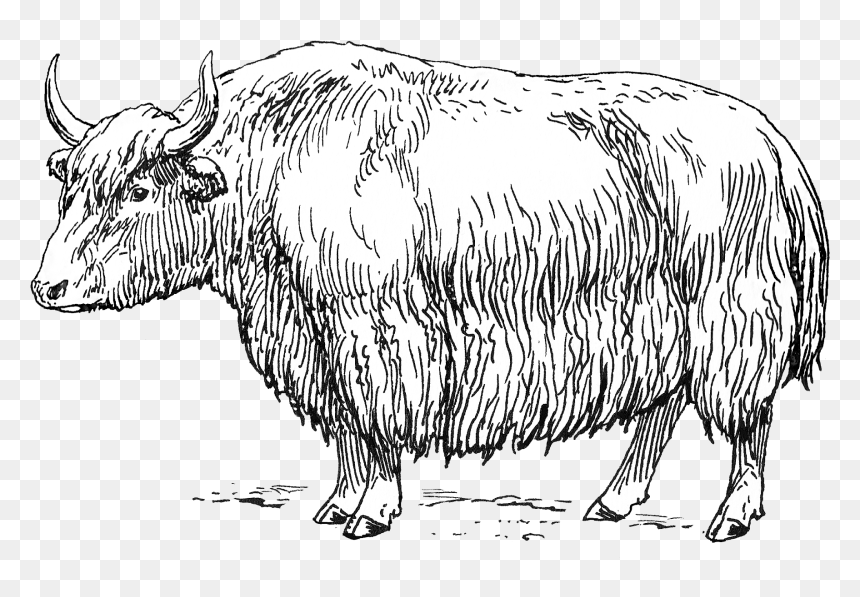 Yak, HD Png Download - yak png