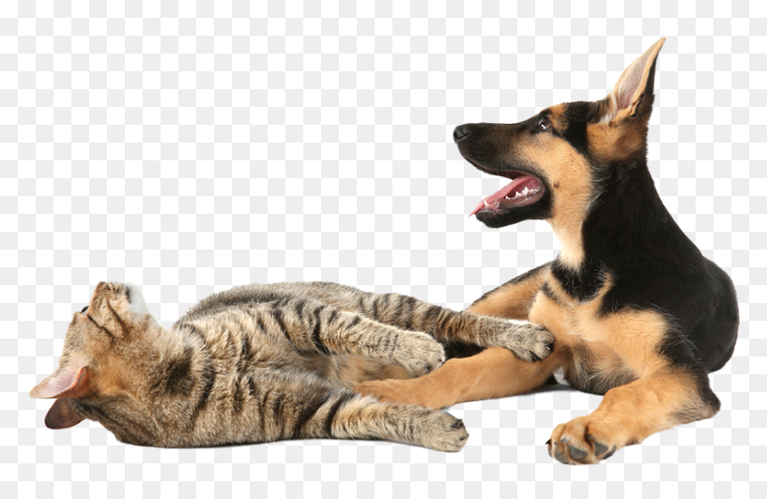 German Shepherd Dog - Cat Yawns, HD Png Download - dogs and cats png