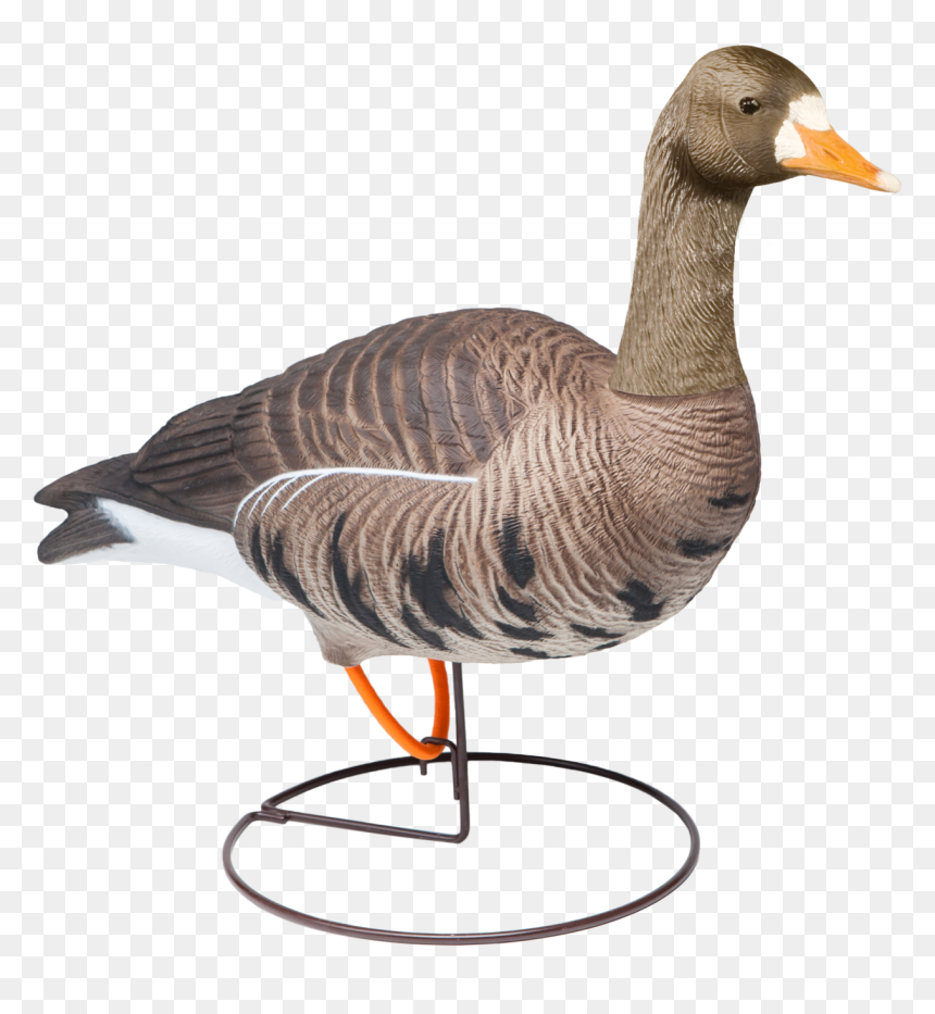 Mallard, HD Png Download - paint speckles png