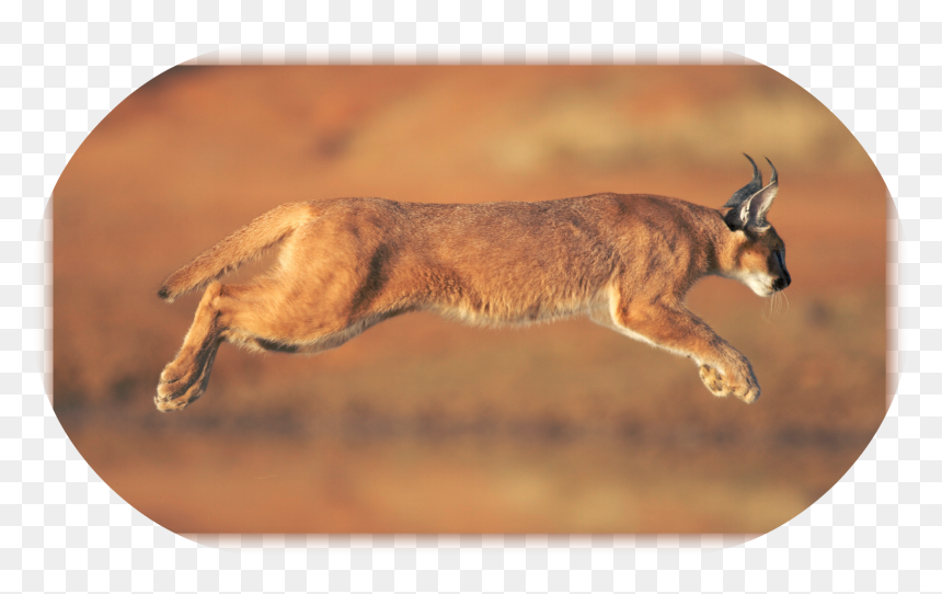 Caracal Animal , Png Download - Caracal Hd, Transparent Png - caracal png