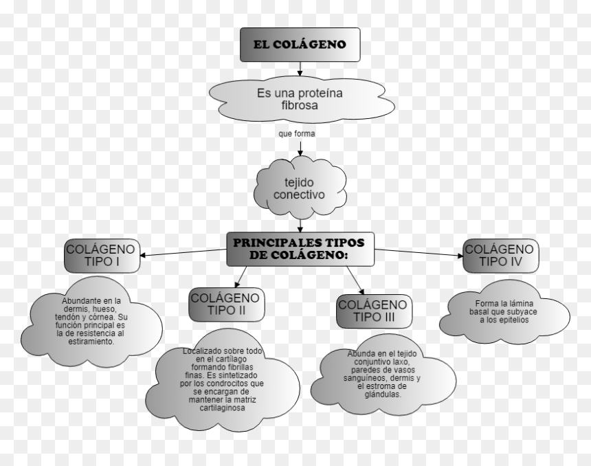 Diagram, HD Png Download - hueso png