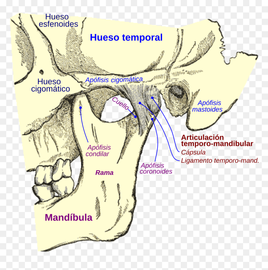 Temporomandibular Joint, HD Png Download - hueso png