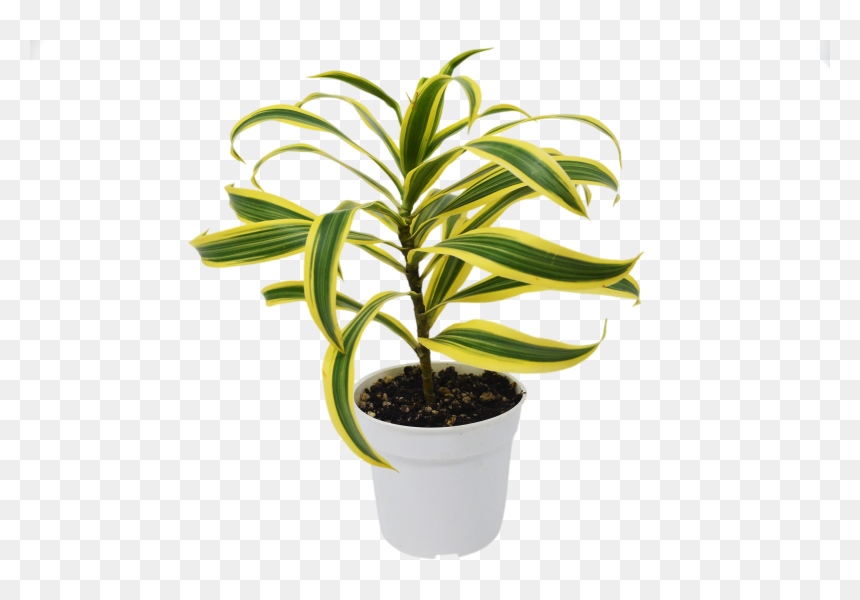 Flowerpot, HD Png Download - pot plant png