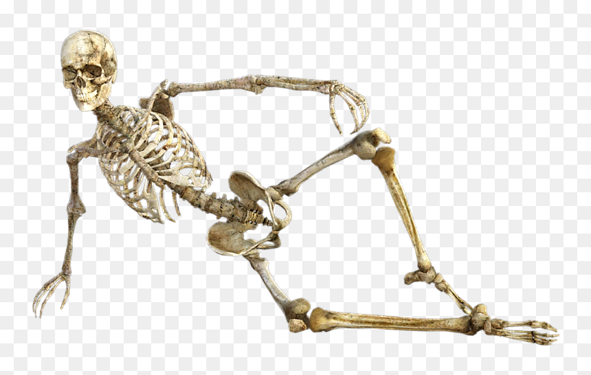 Huesos Del Cuerpo Humano - Beta Reader, HD Png Download - hueso png