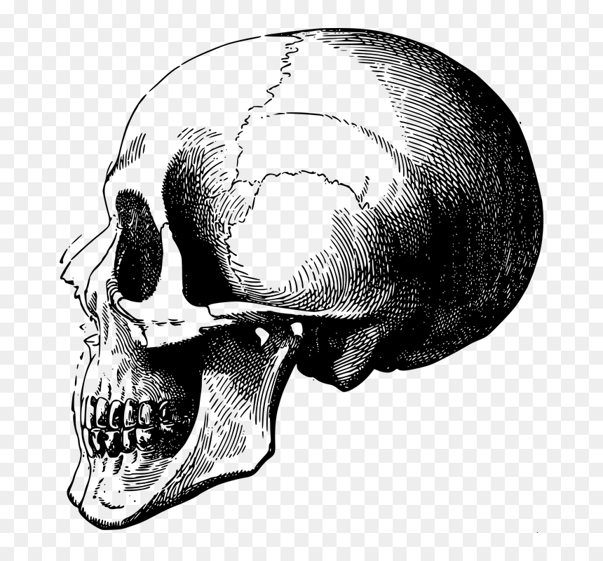 Skull Profile Png, Transparent Png - hueso png